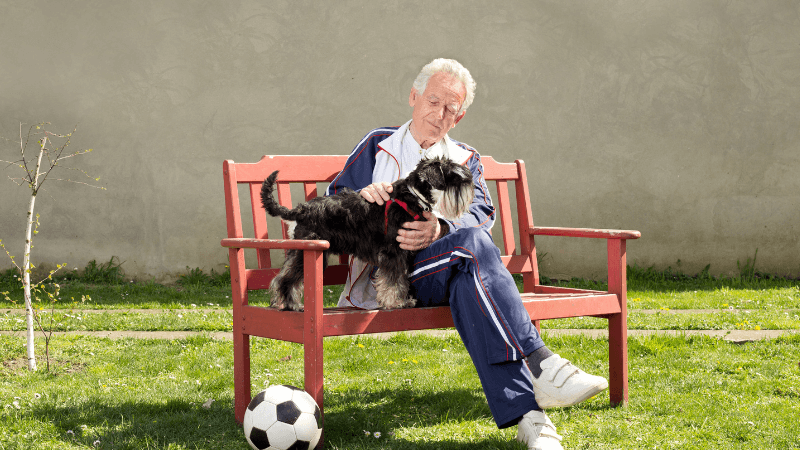 take care of dogs after retirement